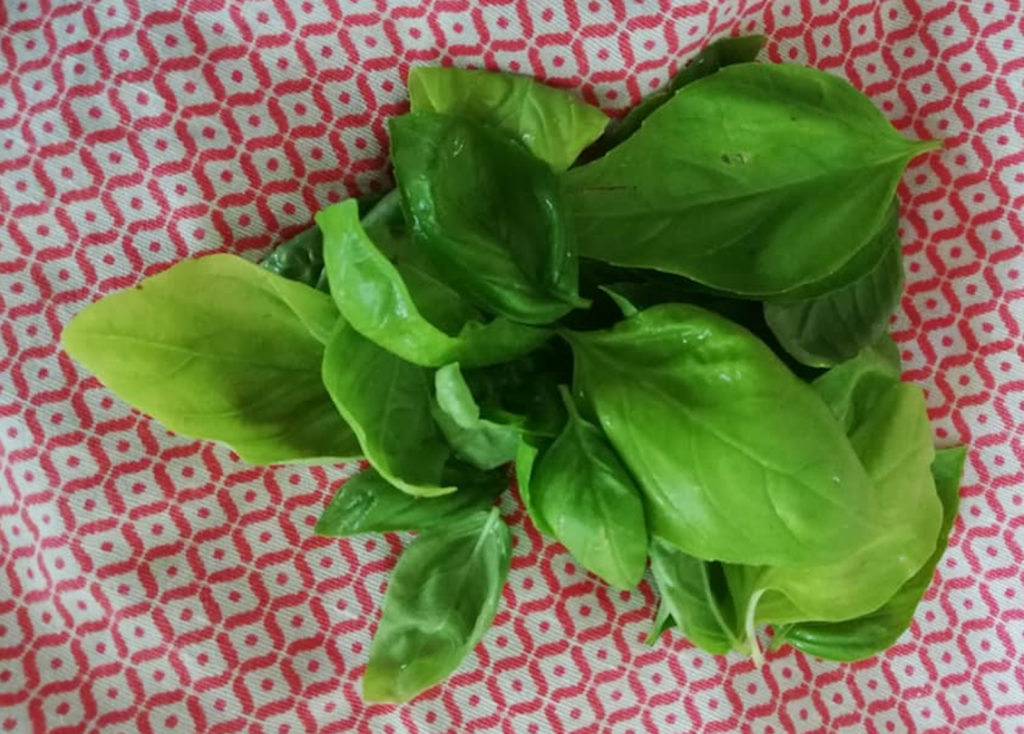 Tante belle foglie di basilico inquadrate dall'alto